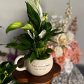Spathiphyllum